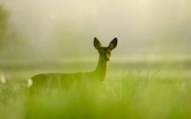 Dimitri Lazardeux's image assets for Nikon magazine