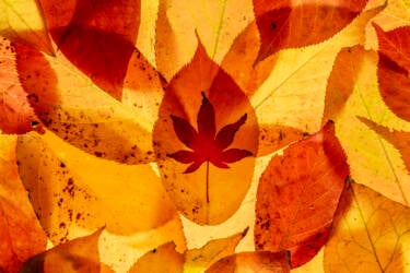 Ross Hoddinott | Nikon magazine