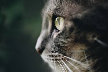 Nikon magazine - the NIKKOR Z DX MC 35mm f/1.7